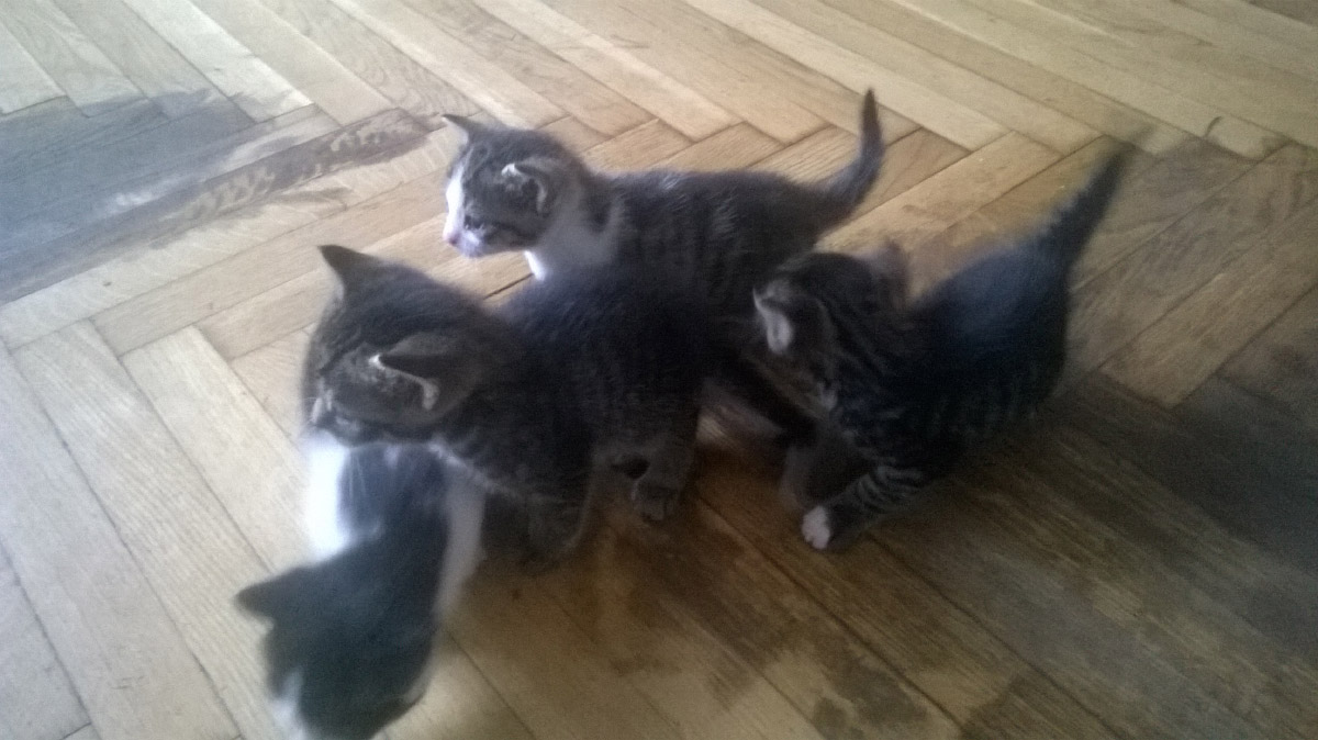 Cztery koty szukają nowego domu.