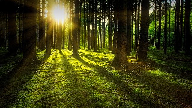 Odpowiedź dla Stowarzyszenia Zielone Jaworzno: zaproszenie do rozmowy o lasach